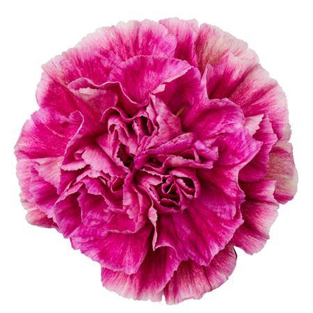 <h4>DI ST ANTIGUA</h4>