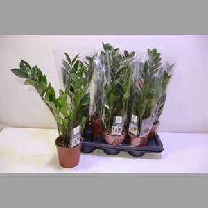 Zamioculcas Zamiifol