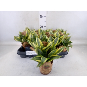 Sansevieria trifa. 'Golden Hahnii'