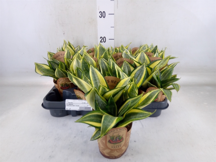 <h4>Sansevieria trifa. 'Golden Hahnii'</h4>