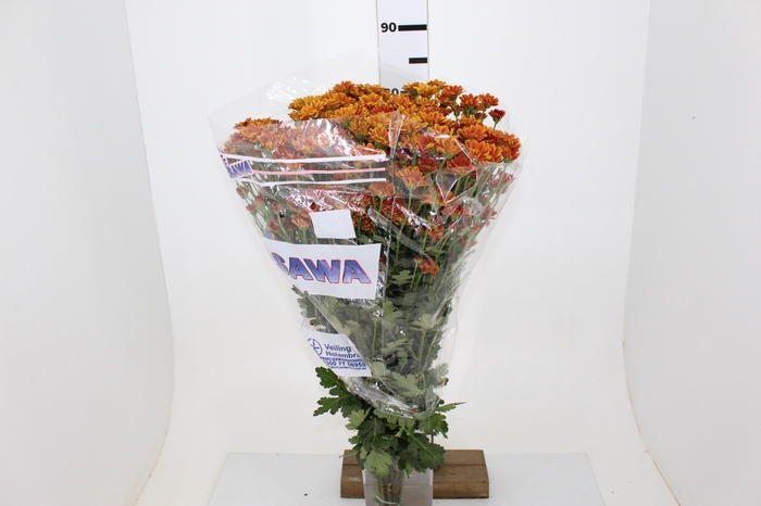 CRISANTEMO SANTINI REFURY 080 CM