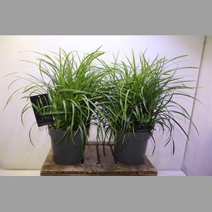 Care Morrowii Irish Green