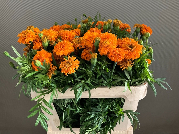 <h4>Tagetes Promise Orange Zeelandoo</h4>
