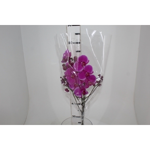 PHALAENOPSIS PINK
