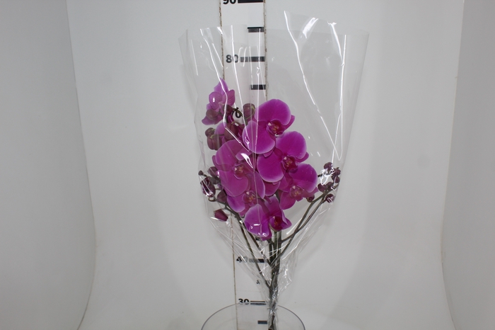 PHALAENOPSIS PINK