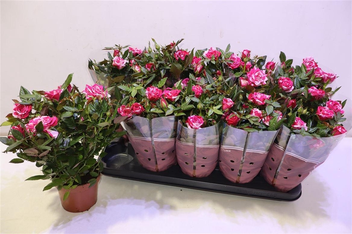 <h4>Ro Twin Color</h4>