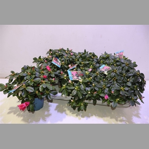 Rhodo Si V Gem 6 Srt