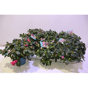 arr8 Rhodo Si V Gem 6 Srt