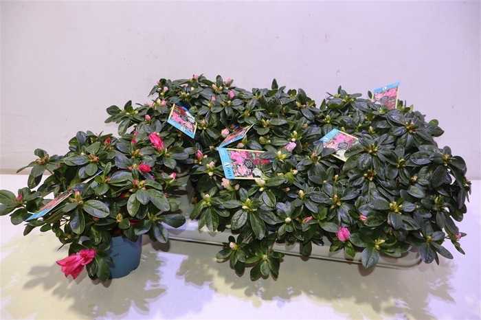 <h4>Rhodo Si V Gem 6 Srt</h4>