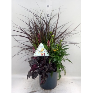 Vaste pltn   ...       [Perennials]