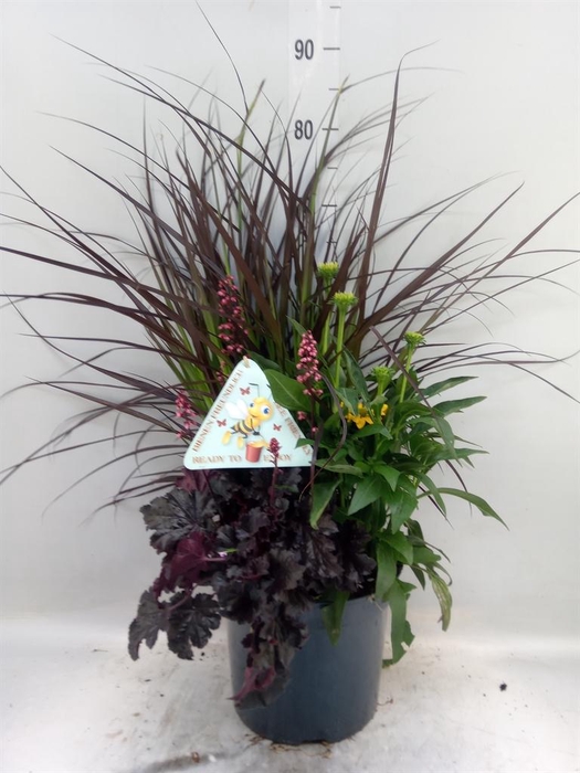 <h4>Vaste pltn   ...       [Perennials]</h4>