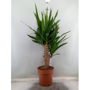 Yucca