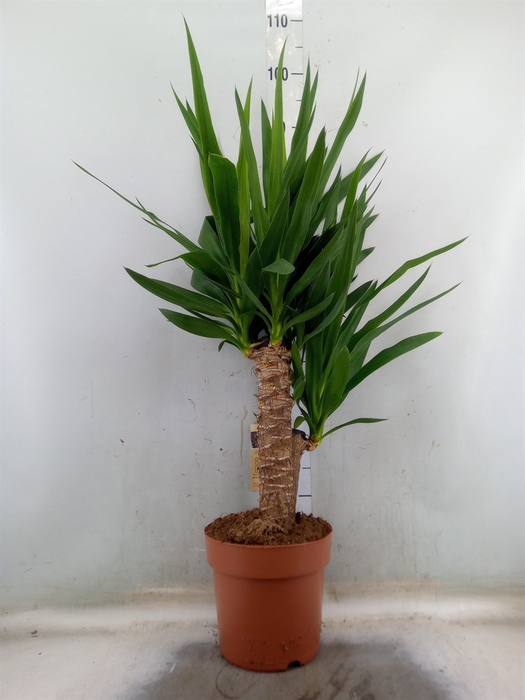 <h4>Yucca</h4>