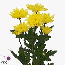 <h4>Chrys sp baltica yellow</h4>