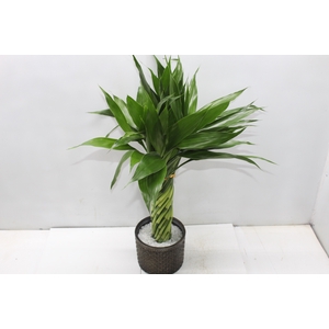 BAMBU TORCIDO RESINA