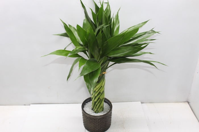 <h4>BAMBU TORCIDO RESINA</h4>
