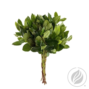 Salal Tips Ventium Exclusive