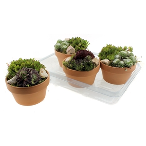 ARR SEMPERVIVUM