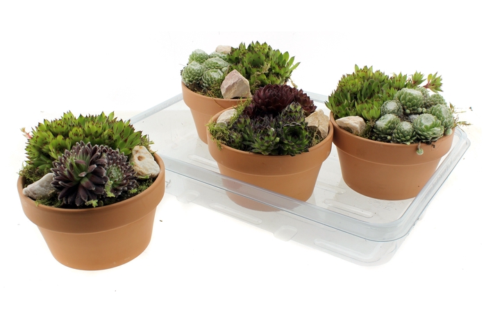 <h4>ARR SEMPERVIVUM</h4>