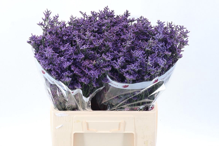 <h4>Lim Shooting Star</h4>