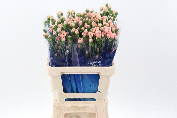 <h4>Di Tr Brown Sugar hi</h4>