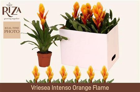 <h4>Vriesea Intenso Flame</h4>