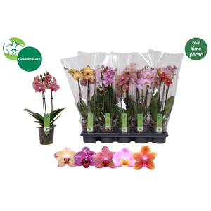 PHAL GEM