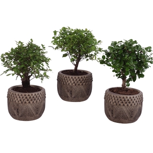 Bonsai Indoor Mix Ø12cm Ball Shape in Ø16cm Ceramic EV665