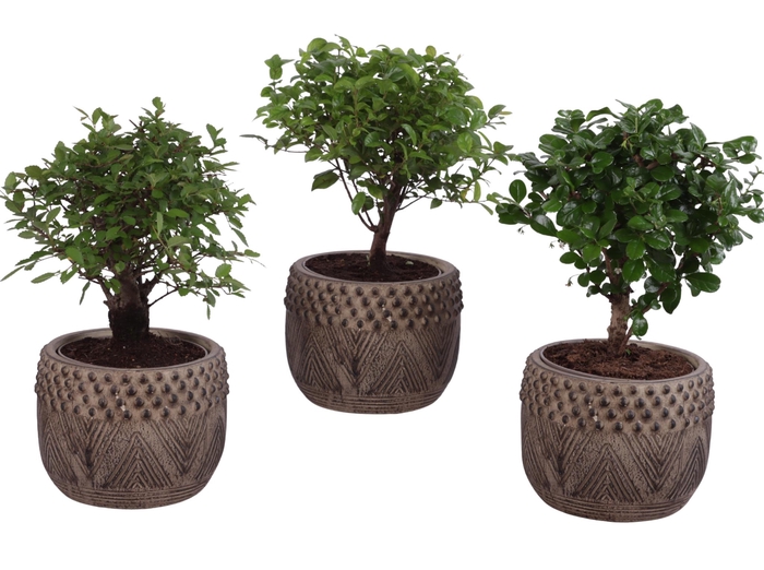 <h4>Bonsai Indoor Mix Ø12cm Ball Shape in Ø16cm Ceramic EV665</h4>