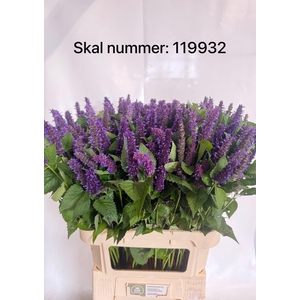 AGASTACHE