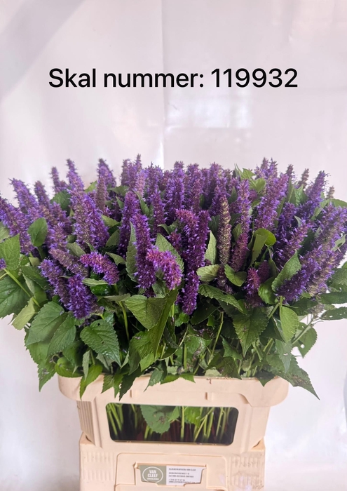<h4>AGASTACHE</h4>