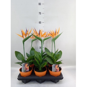 Arr.  Strelitzia L%