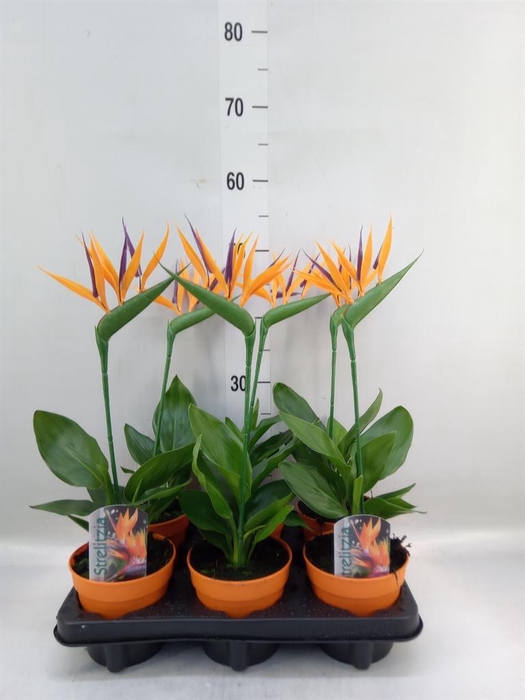 <h4>Arr.  Strelitzia L%</h4>