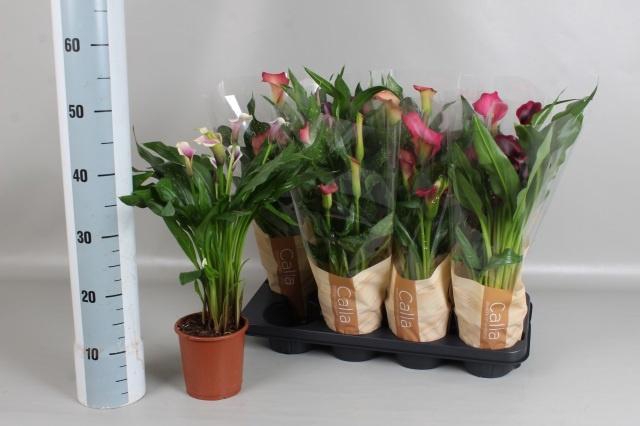 <h4>ZANT GEM 5 KL</h4>