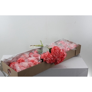 Hydr Light Palo de Rosa Box