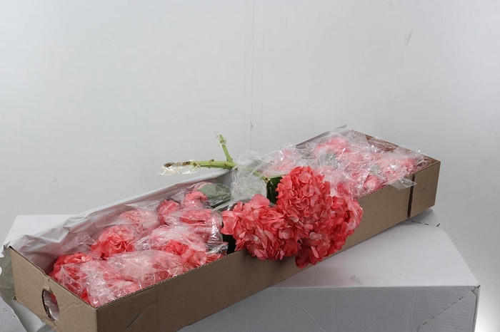 <h4>Hydr Light Palo de Rosa Box</h4>