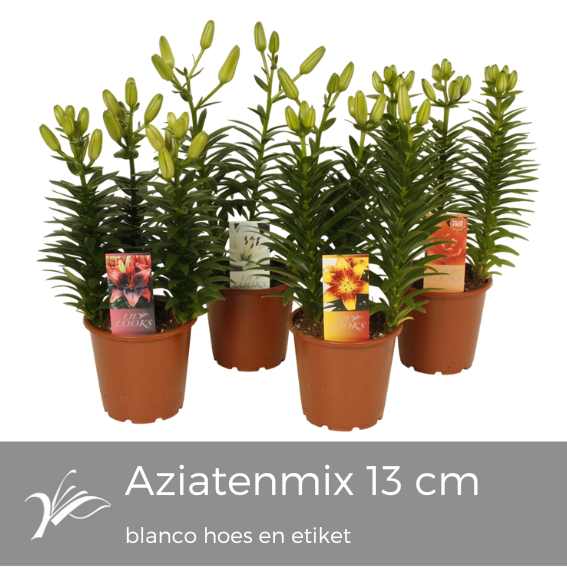 <h4>Lilium Tiny mix blanco hoes+etiket (az. lelie)</h4>