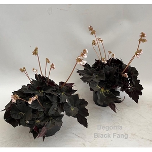 Begonia Black Fang 14cm