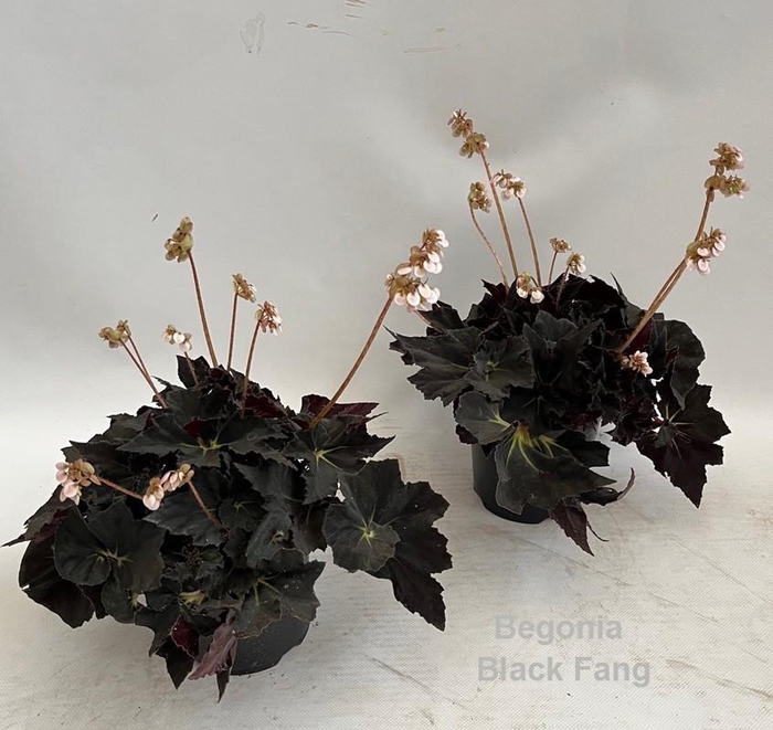 <h4>Begonia Black Fang 14cm</h4>