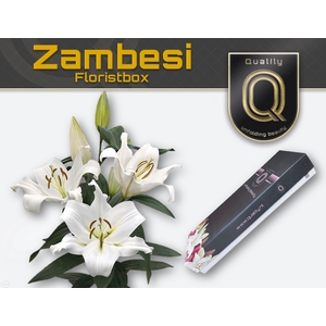 LI OT ZAMBESI MAGNUM FLORISTBOX 5+