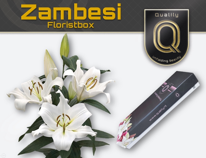 LI OT ZAMBESI MAGNUM FLORISTBOX 5+