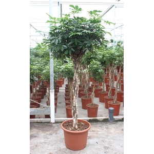 Schefflera arboricola 'Compacta'