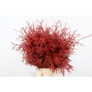 Conifeer Bs Red