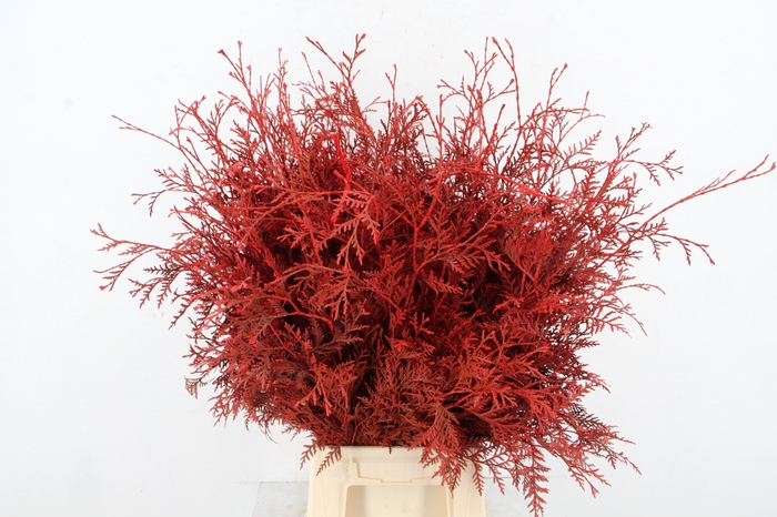 <h4>Conifeer Bs Red</h4>