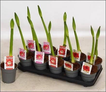 <h4>HIPP GEM 3 SRT</h4>