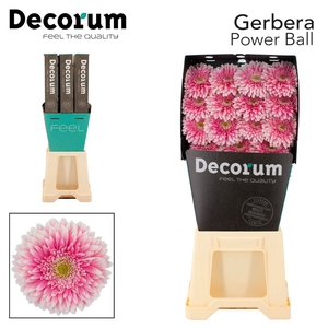 Gerbera Pomponi Power Ball Diamond