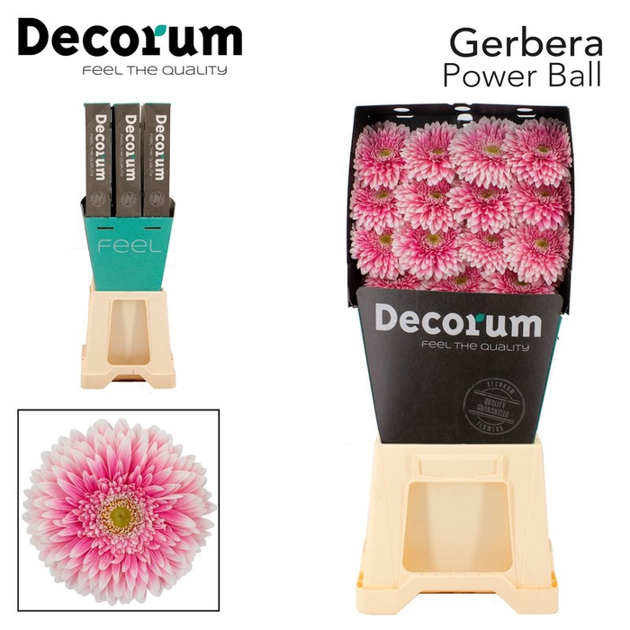 <h4>Gerbera Pomponi Power Ball Diamond</h4>