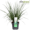 Cortaderia selloana