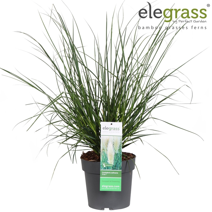 Cortaderia selloana