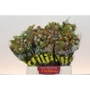 Kaaps Groen Cone Mix Large